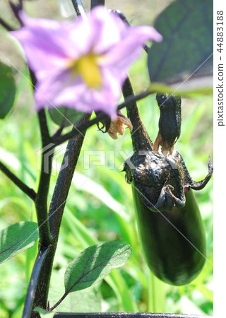 eggplant  44883188