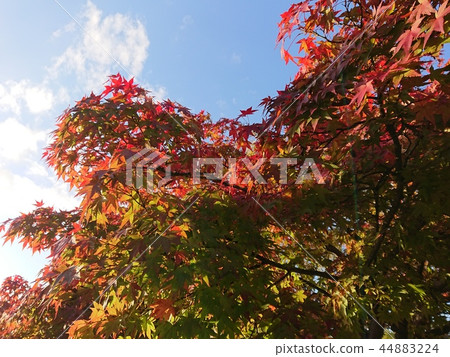 Gradient of autumn leaves 44883224