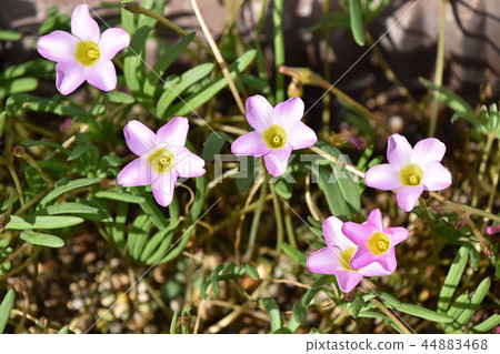 Oxyris pentaphila 44883468