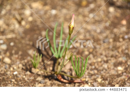 Fox of the Oxyalis Pentaphila Fox of the Oxyalis Pentaphila 44883471