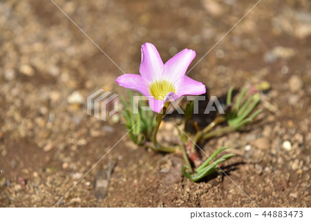 Oxyris pentaphila Oxyris pentaphila 44883473