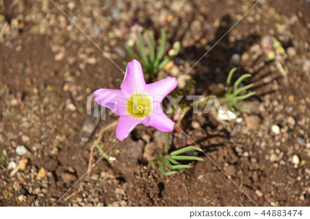 Oxyris pentaphila 44883474