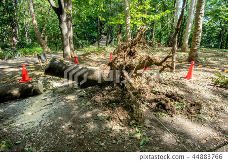 Fallen tree damaged by typhoon Fallen tree damaged by typhoon 44883766