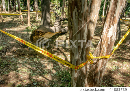 Fallen tree damaged by typhoon 44883789