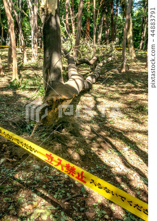 Fallen tree damaged by typhoon 44883791