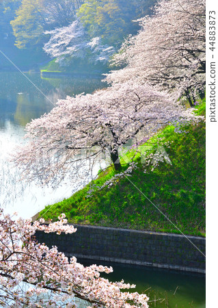 Sakuraba view the Imperial Palace Ushikabuchi Sakuraba view the Imperial Palace Ushikabuchi 44883873