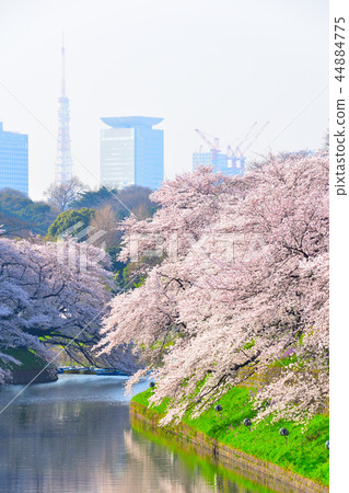 Sakura view The Imperial Palace Chidoriguchi Sakura view The Imperial Palace Chidoriguchi 44884775