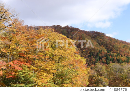 秋天的樹葉 44884776