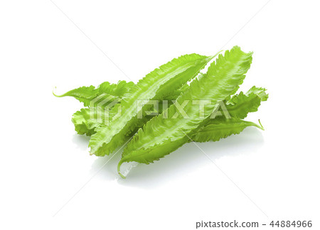 winged bean on white background winged bean on white background 44884966