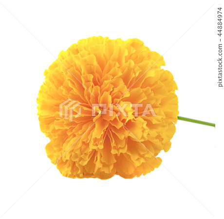 yellow Marigold flower, Tagetes erecta yellow Marigold flower, Tagetes erecta 44884974