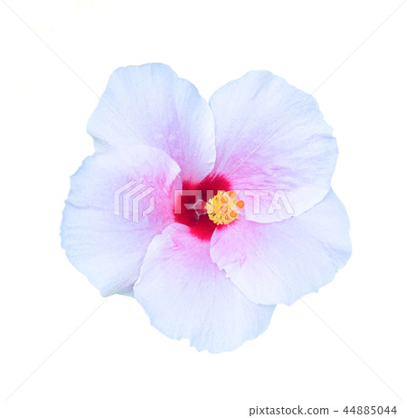 Chaba flower,hibiscus flower on white background 44885044