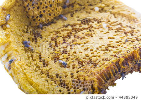 Bees on honeycomb. 44885049