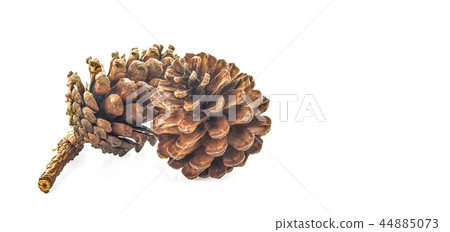 pine cone isolated on white background 44885073
