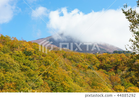 Bandai mountain gold line 44885292