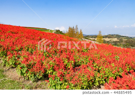 Salvia that blooms on Awaji Island and flowers 44885495