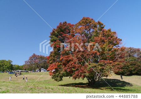 Shinshu Azumino Ikedacho A seven-color maple A 250-year-old tree that leaves in seven colors Shinshu Azumino Ikedacho A seven-color maple A 250-year-old tree that leaves in seven colors 44885788