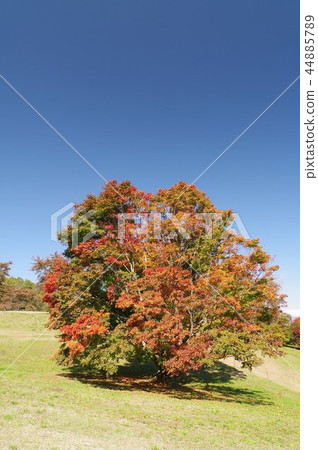 Shinshu Azumino Ikedacho A seven-color maple A 250-year-old tree that leaves in seven colors Shinshu Azumino Ikedacho A seven-color maple A 250-year-old tree that leaves in seven colors 44885789