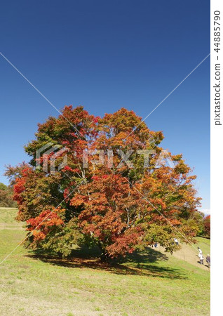 Shinshu Azumino Ikedacho A seven-color maple A 250-year-old tree that leaves in seven colors Shinshu Azumino Ikedacho A seven-color maple A 250-year-old tree that leaves in seven colors 44885790
