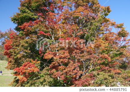 Shinshu Azumino Ikedacho A seven-color maple A 250-year-old tree that leaves in seven colors Shinshu Azumino Ikedacho A seven-color maple A 250-year-old tree that leaves in seven colors 44885791