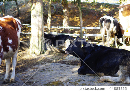 Rokko Mountains Ranch Rokko Mountains Ranch 44885833