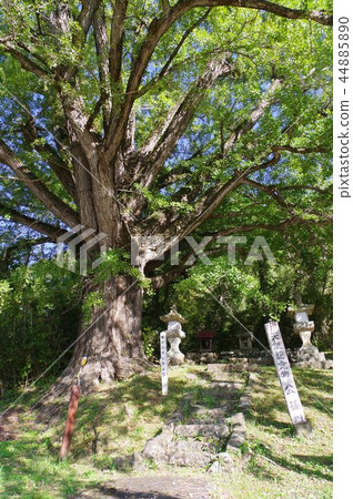 Shinshu Matsumoto Yokogawa's Great Ginkgo Prefecture Natural Monument Designation Largest Ginkgo Large Tree in Nagano Prefecture Shinshu Matsumoto Yokogawa's Great Ginkgo Prefecture Natural Monument Designation Largest Ginkgo Large Tree in Nagano Prefecture 44885890
