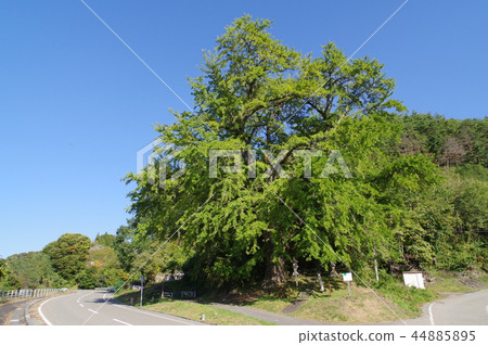 Shinshu Matsumoto Yokogawa's Great Ginkgo Prefecture Natural Monument Designation Largest Ginkgo Large Tree in Nagano Prefecture Shinshu Matsumoto Yokogawa's Great Ginkgo Prefecture Natural Monument Designation Largest Ginkgo Large Tree in Nagano Prefecture 44885895