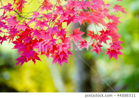 Bright red autumn leaves 44886311