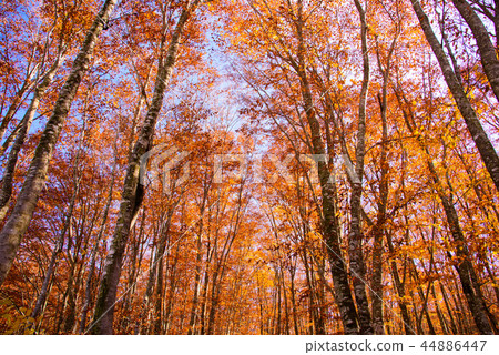Tazawako Onsen Township 44886447