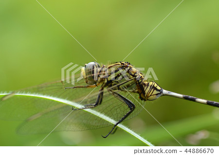 dragonfly on grass 44886670
