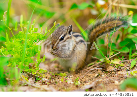 Risu Monogatari Risu Monogatari 44886851