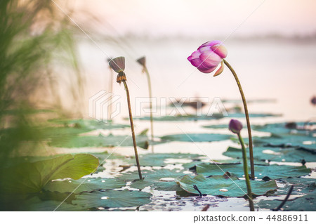 Lotus flower on a lake in sunset 44886911