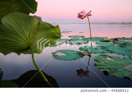 Lotus flower on a lake in sunset 44886912