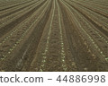 Broccoli field 44886998