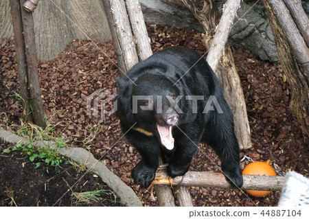 它是可愛的爬樹熊 它是可愛的爬樹熊 44887104