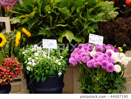 Amsterdam flower market. Dahlias and Phlox Amsterdam flower market. Dahlias and Phlox 44887190