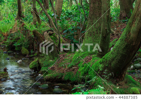 A cedar that takes root in the swamp 44887385