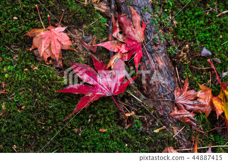 Fallen leaves and moss 44887415