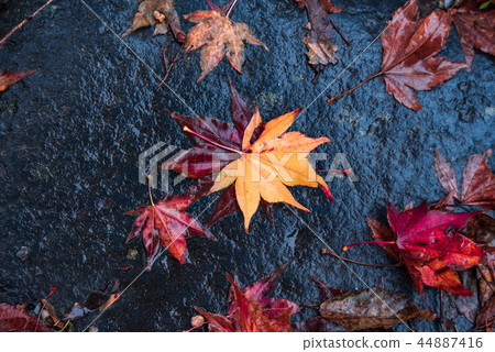 Fallen leaves on the stone Fallen leaves on the stone 44887416