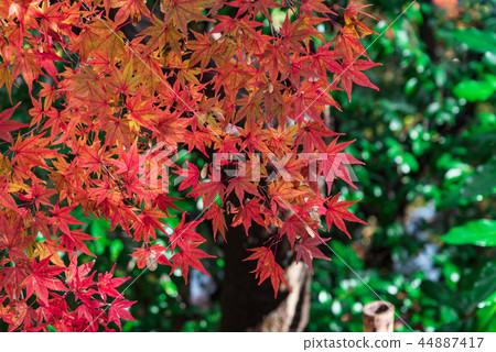 Autumn of the garden Autumn of the garden 44887417