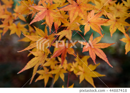 Autumn of the garden Autumn of the garden 44887418