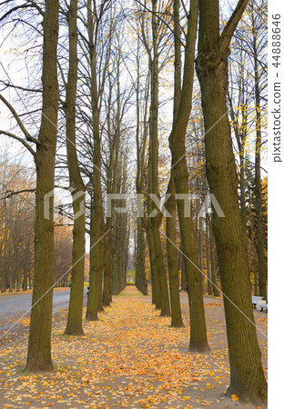 Alley in park at autumn. 44888646