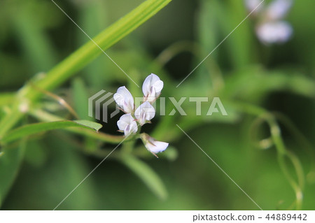 Poa peach flower flowers 44889442