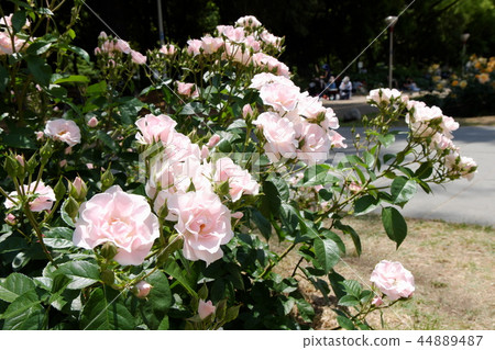 Rose Cerezo Rose Cerezo 44889487