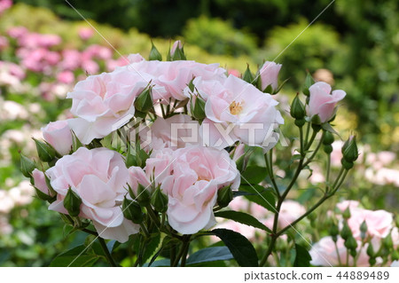 Rose Cerezo Rose Cerezo 44889489