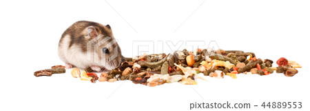 hamsters, dwarf hamsters 44889553