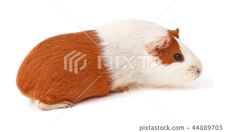 guinea pig, brown guinea pig 44889703