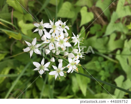 開花在領域的花 44889752