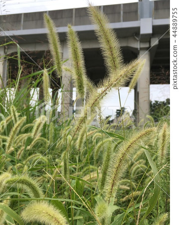 貓俚語 貓俚語 44889755