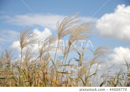Suki shines under the autumn sky 44889778