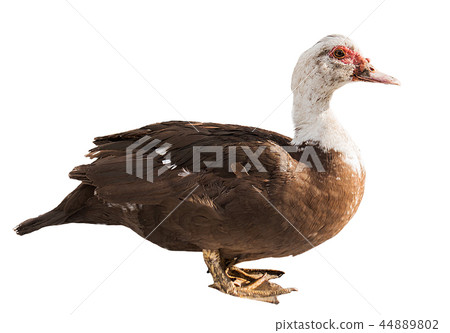 duck on a white background, duck 44889802